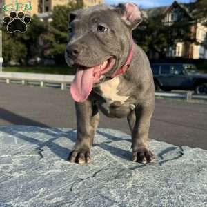 Dominous, American Bully Puppy